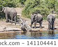 Elephants watering on the river banks in Chobe National Park in Botswana 141104441