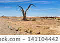 Desert landscape with a dead tree in Namib Desert 141104442