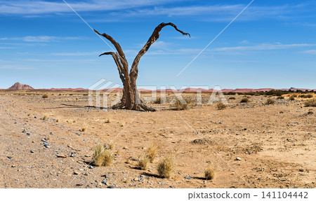 Desert landscape with a dead tree in Namib Desert Desert landscape with a dead tree in Namib Desert 141104442