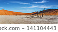 Deadvlei is a white clay pan with dead trees in Namib Desert at Sossusvlei in Namibia 141104443