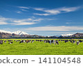 Beautiful landscape with grazing cows and snowy mountains in New Zealand 141104548