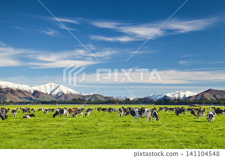 Beautiful landscape with grazing cows and snowy mountains in New Zealand Beautiful landscape with grazing cows and snowy mountains in New Zealand 141104548