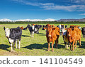 Herd of cows on a pasture at the foot of the Southern Alps in New Zealand 141104549