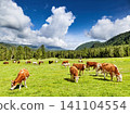 A herd of cows on a beautiful pasture with fresh grass 141104554