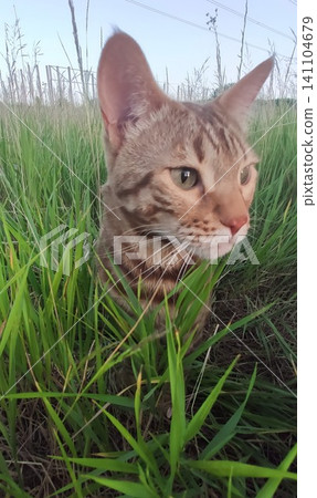 A Bengal cat is sitting on a green meadow A Bengal cat is sitting on a green meadow 141104679