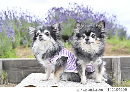 Two Chihuahuas and lavender in full bloom Two Chihuahuas and lavender in full bloom 141104696