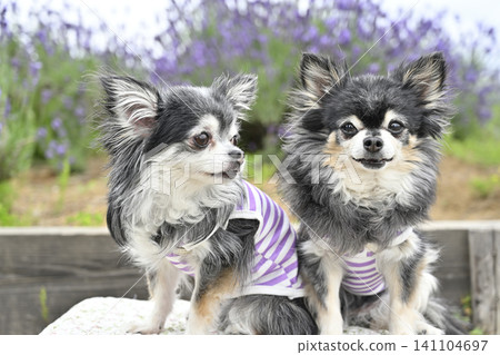 Two Chihuahuas and lavender in full bloom Two Chihuahuas and lavender in full bloom 141104697