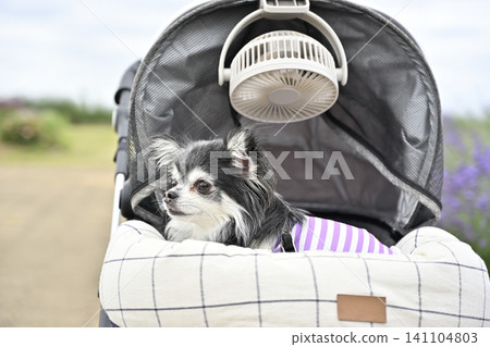 Taking a Chihuahua for a walk with a fan attached to its pet stroller (Summer material) Taking a Chihuahua for a walk with a fan attached to its pet stroller (Summer material) 141104803
