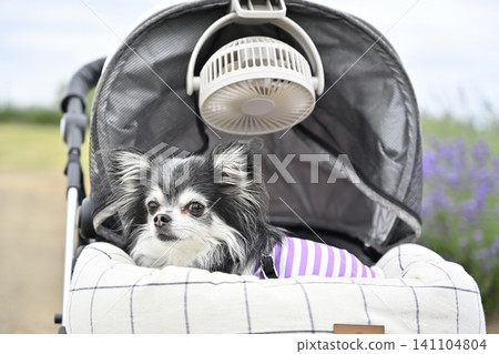 Taking a Chihuahua for a walk with a fan attached to its pet stroller (Summer material) Taking a Chihuahua for a walk with a fan attached to its pet stroller (Summer material) 141104804