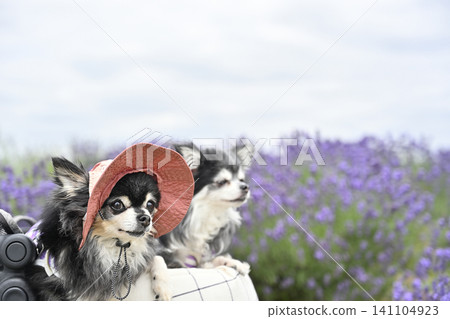 Chihuahua wearing a hat and taking a walk in a pet stroller in a lavender field - summer theme Chihuahua wearing a hat and taking a walk in a pet stroller in a lavender field - summer theme 141104923