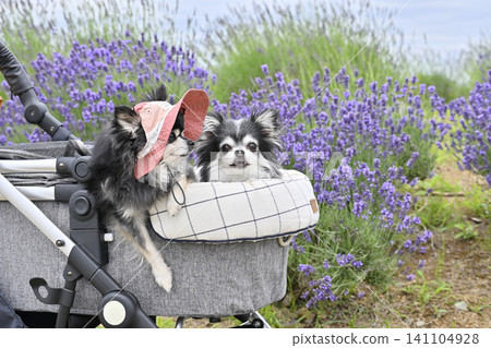 Chihuahua wearing a hat and taking a walk in a pet stroller in a lavender field - summer theme Chihuahua wearing a hat and taking a walk in a pet stroller in a lavender field - summer theme 141104928