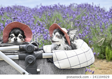 Chihuahua wearing a hat and taking a walk in a pet stroller in a lavender field - summer theme Chihuahua wearing a hat and taking a walk in a pet stroller in a lavender field - summer theme 141104929