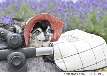 Chihuahua wearing a hat and taking a walk in a pet stroller in a lavender field - summer theme Chihuahua wearing a hat and taking a walk in a pet stroller in a lavender field - summer theme 141104932
