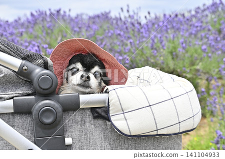 Chihuahua wearing a hat and taking a walk in a pet stroller in a lavender field - summer theme Chihuahua wearing a hat and taking a walk in a pet stroller in a lavender field - summer theme 141104933