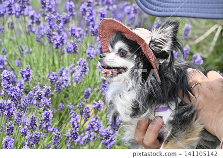 A man and a Chihuahua, both wearing hats, stroll through a lavender field. A man and a Chihuahua, both wearing hats, stroll through a lavender field. 141105142