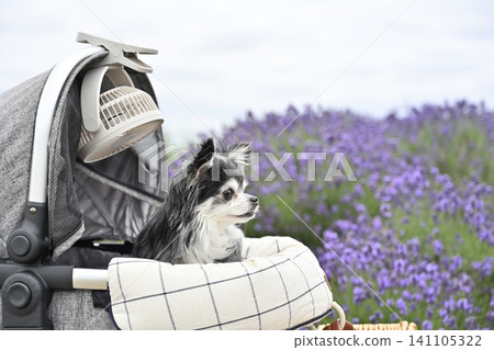 Taking a Chihuahua for a walk with a fan attached to its pet stroller (Summer material) Taking a Chihuahua for a walk with a fan attached to its pet stroller (Summer material) 141105322