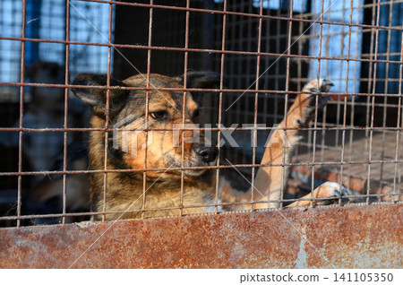 Homeless Dog in Shelter Kennel Waiting for Adoptio. Animal Rescue Homeless Dog in Shelter Kennel Waiting for Adoptio. Animal Rescue 141105350