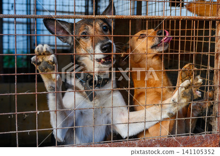Homeless Dog in Shelter Kennel Waiting for Adoptio. Animal Rescue Homeless Dog in Shelter Kennel Waiting for Adoptio. Animal Rescue 141105352