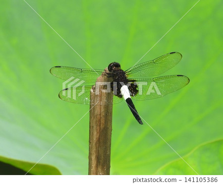 The common summer dragonfly, the "Orthetrum albistylum," at a lotus pond. The common summer dragonfly, the "Orthetrum albistylum," at a lotus pond. 141105386