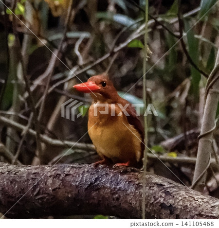 A Ryukyu Kingfisher perched on a branch in the forest. A Ryukyu Kingfisher perched on a branch in the forest. 141105468