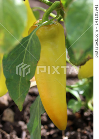 Yellow chilli pepper fruits in close up Yellow chilli pepper fruits in close up 141105941