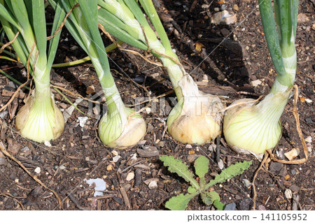 Row of four onions in close up in a vegetable garden Row of four onions in close up in a vegetable garden 141105952