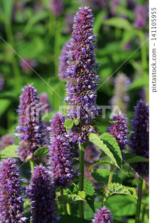 Purple giant hyssop flower spikes Purple giant hyssop flower spikes 141105955