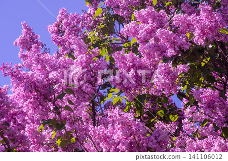 Purple Lilac pink flower Blossom. Syringa Flowers Purple Lilac pink flower Blossom. Syringa Flowers 141106012