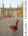 The baby is walking around the backyard, watching the chickens. 141106160