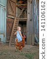 A little boy at a chicken coop with poultry in the village. Close-up of a red chicken next to the baby. 141106162