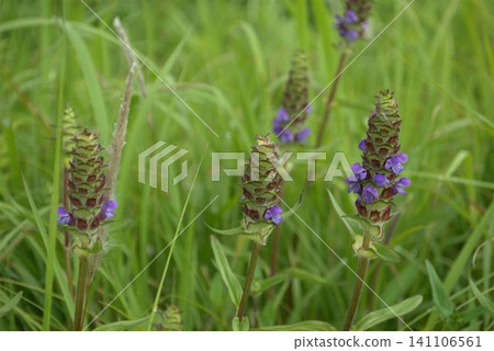 Prunella vulgaris blooming in the field Prunella vulgaris blooming in the field 141106561