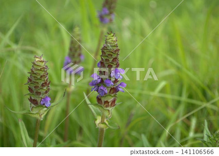 Prunella vulgaris blooming in the field Prunella vulgaris blooming in the field 141106566