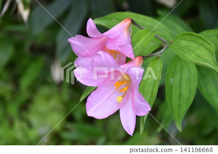 The Hime-sayuri lily, a flower that blooms in the Asahi Mountain Range in summer. The Hime-sayuri lily, a flower that blooms in the Asahi Mountain Range in summer. 141106668