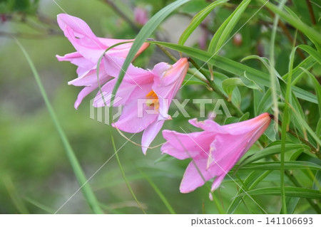 The Hime-sayuri lily, a flower that blooms in the Asahi Mountain Range in summer. The Hime-sayuri lily, a flower that blooms in the Asahi Mountain Range in summer. 141106693