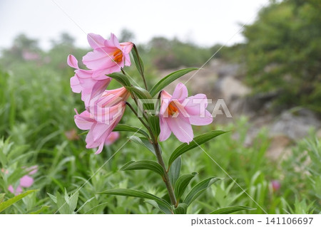 姬小百合,一種夏季在朝日山脈盛開的花卉。 姬小百合,一種夏季在朝日山脈盛開的花卉。 141106697