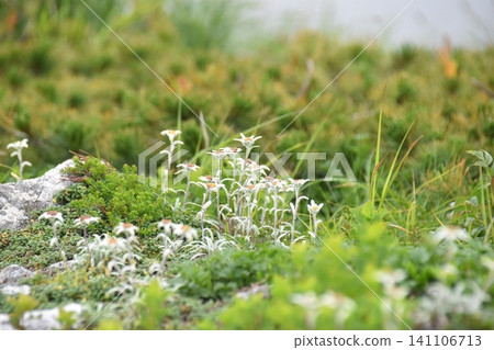Flowers that bloom in the Asahi Mountain Range in summer: Leontopodium alpinum Flowers that bloom in the Asahi Mountain Range in summer: Leontopodium alpinum 141106713