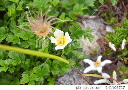 Chinglema, a flower that blooms in the Asahi Mountain Range in summer. Chinglema, a flower that blooms in the Asahi Mountain Range in summer. 141106717