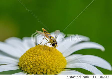 Flowers and flower flies Flowers and flower flies 141106815
