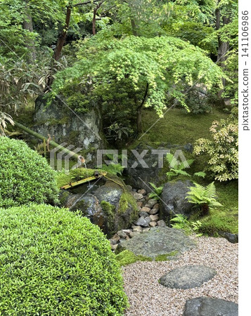 日式庭園,築拜(石盆)周圍環繞著苔蘚和綠植-典型的日本景觀。 日式庭園,築拜(石盆)周圍環繞著苔蘚和綠植-典型的日本景觀。 141106986