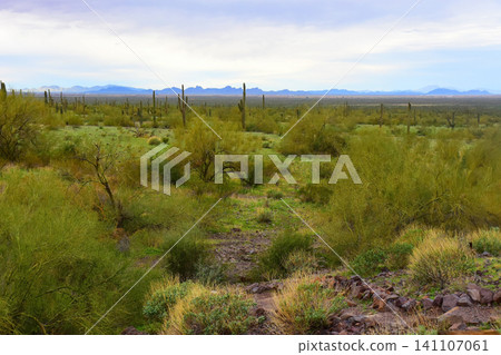 Old Saguaro Cactus Sonora desert Arizona 141107061