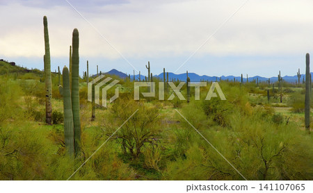 Old Saguaro Cactus Sonora desert Arizona Old Saguaro Cactus Sonora desert Arizona 141107065