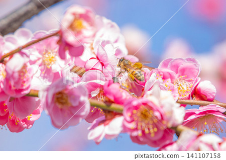 白林寺外院梅園裡的梅花與蜜蜂 白林寺外院梅園裡的梅花與蜜蜂 141107158