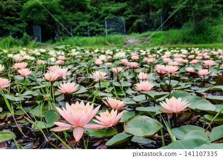 Water lily Water lily 141107335