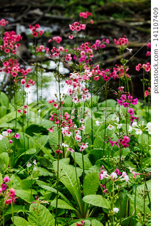 櫻草花,中禪寺湖,千壽濱(栃木縣日光市) 櫻草花,中禪寺湖,千壽濱(栃木縣日光市) 141107409