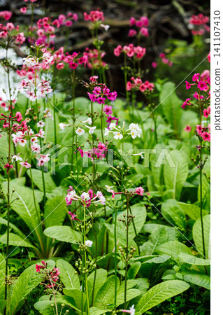 櫻草花,中禪寺湖,千壽濱(栃木縣日光市) 櫻草花,中禪寺湖,千壽濱(栃木縣日光市) 141107410