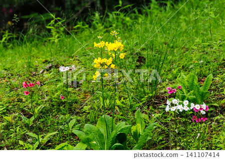 Primrose, Lake Chuzenji, Senjugahama (Nikko City, Tochigi Prefecture) Primrose, Lake Chuzenji, Senjugahama (Nikko City, Tochigi Prefecture) 141107414