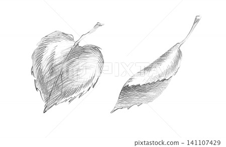 Black graphite pencil sketch linden leaves. Hand-drawn monochrome tree leaf set on an isolated background 141107429