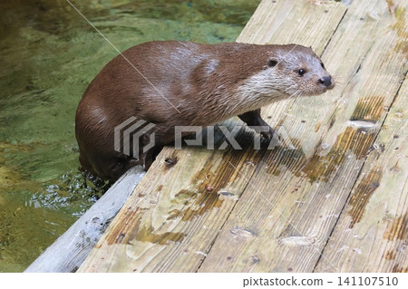 Otter Otter 141107510