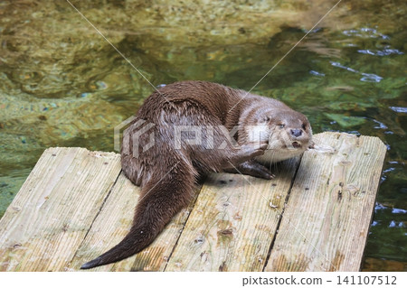 Otter Otter 141107512