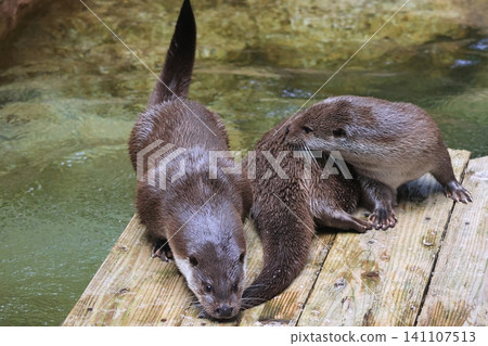 Otter Otter 141107513